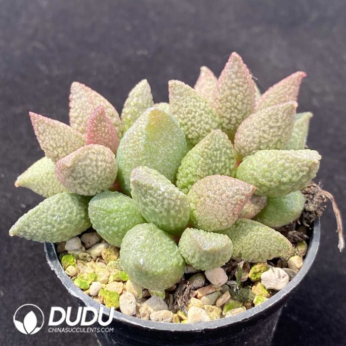 Adromischus Custard Apple - Image 2