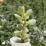 Crassula Ping Pong Board