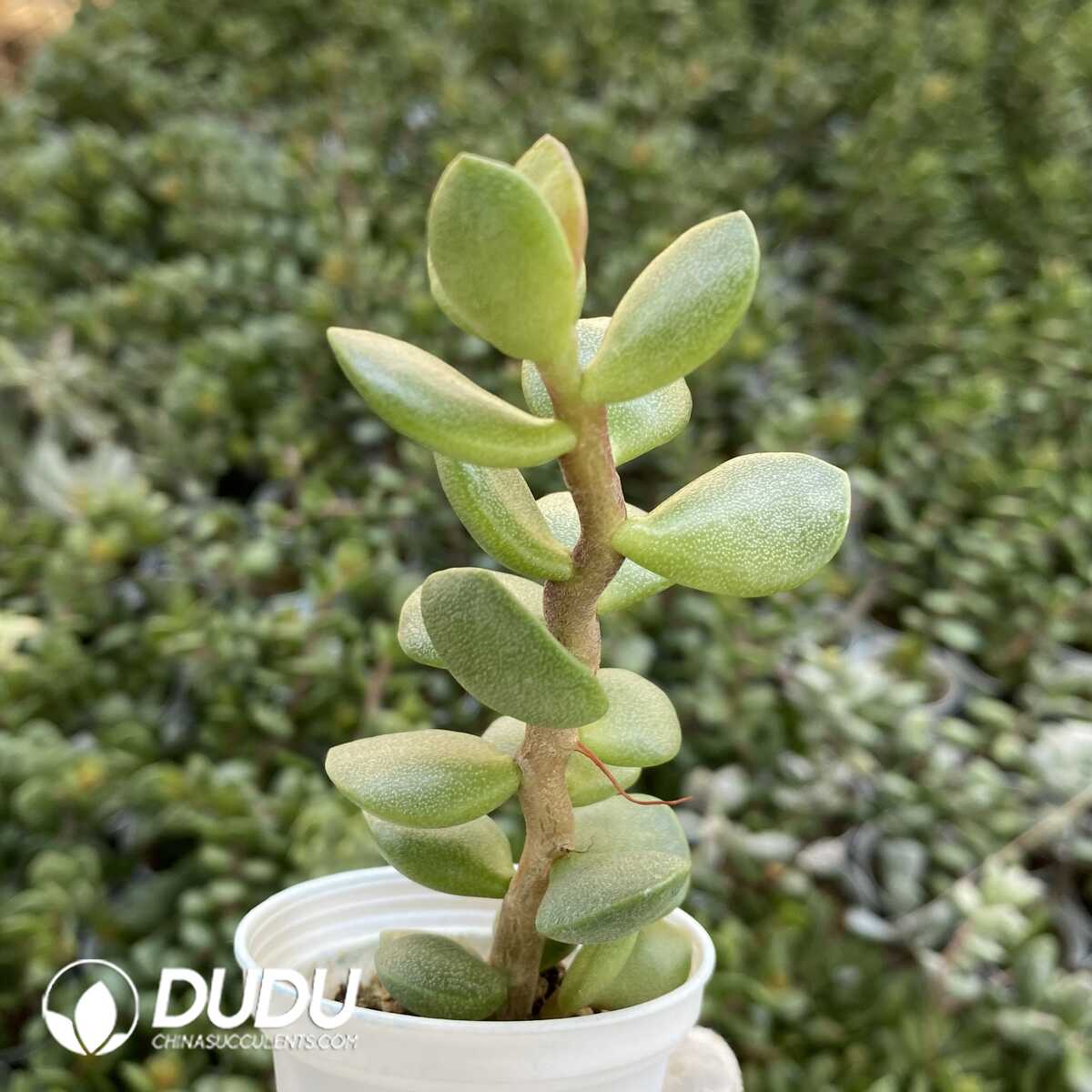 1751012950-e201.jpg Crassula Ping Pong Board - Image 1