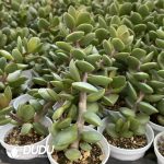 Crassula Ping Pong Board - Image 2