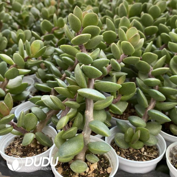 Crassula Ping Pong Board - Image 2