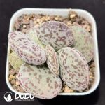 Adromischus Flower Eggs