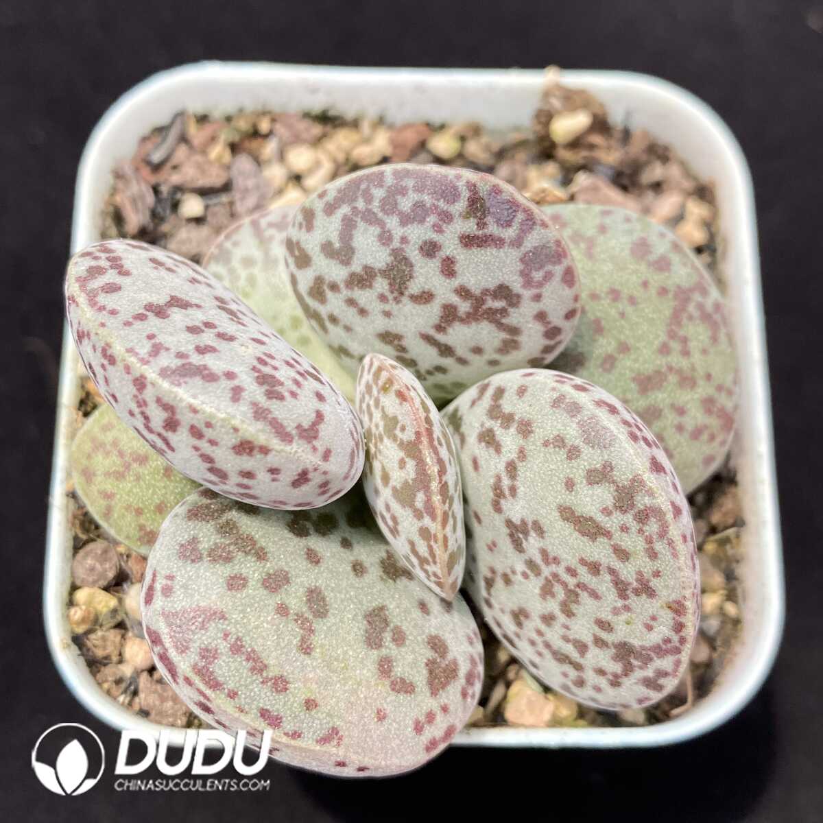 1751012964-e201.jpg Adromischus Flower Eggs - Image 1