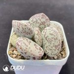 Adromischus Flower Eggs - Image 2