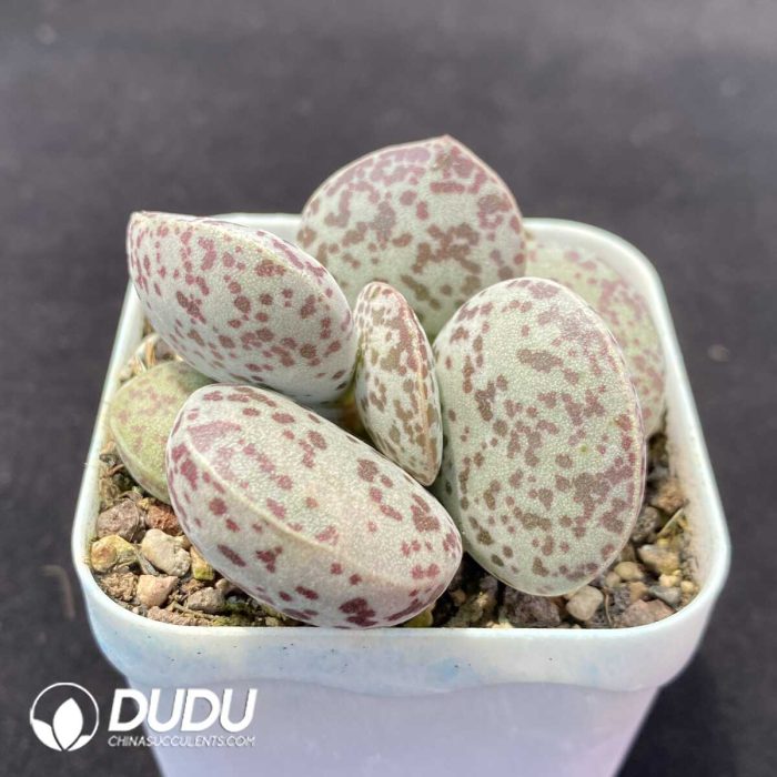Adromischus Flower Eggs - Image 2