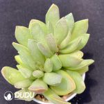 Adromischus Red Luck Bubble