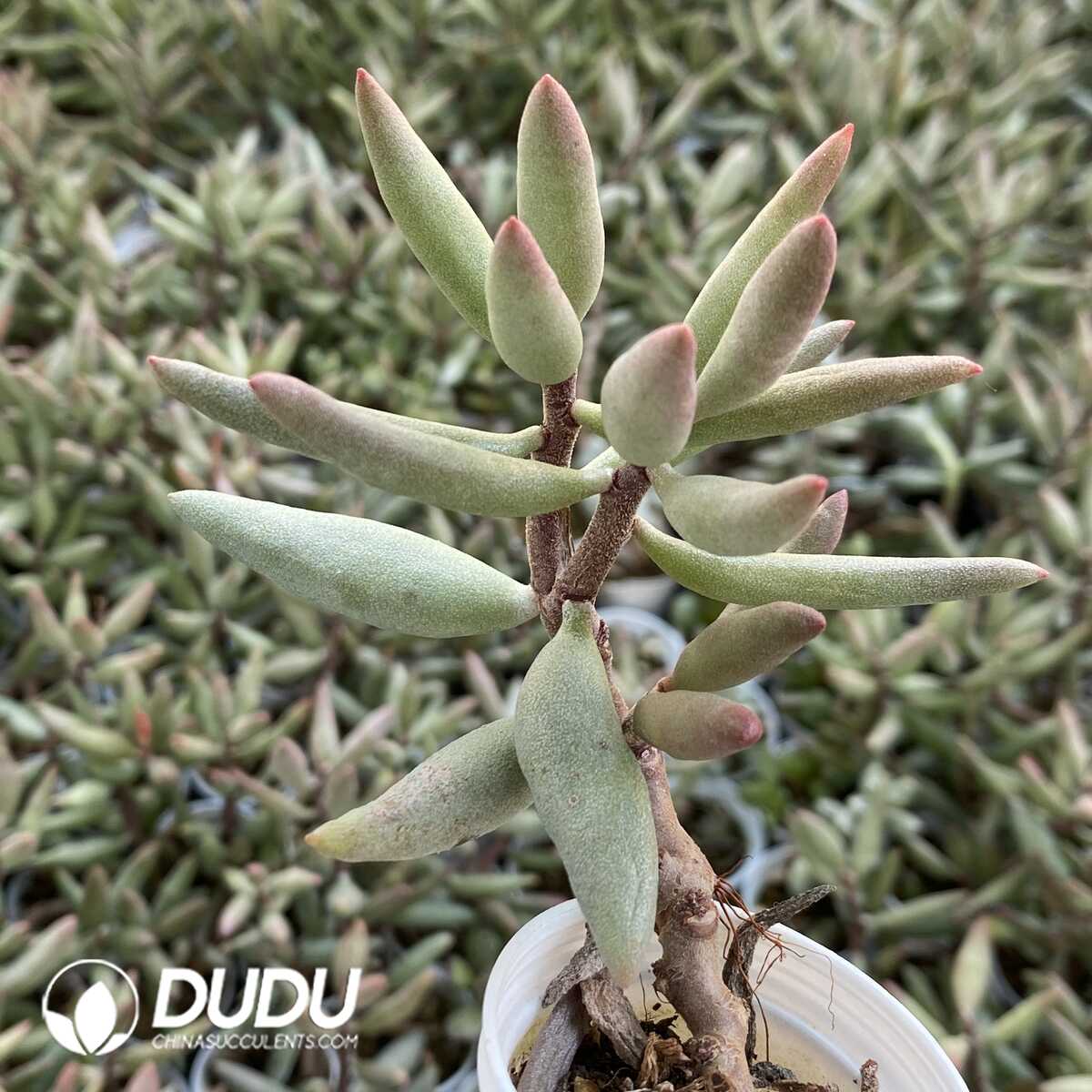 1751013010-e201.jpg Adromischus Snow stump - Image 1