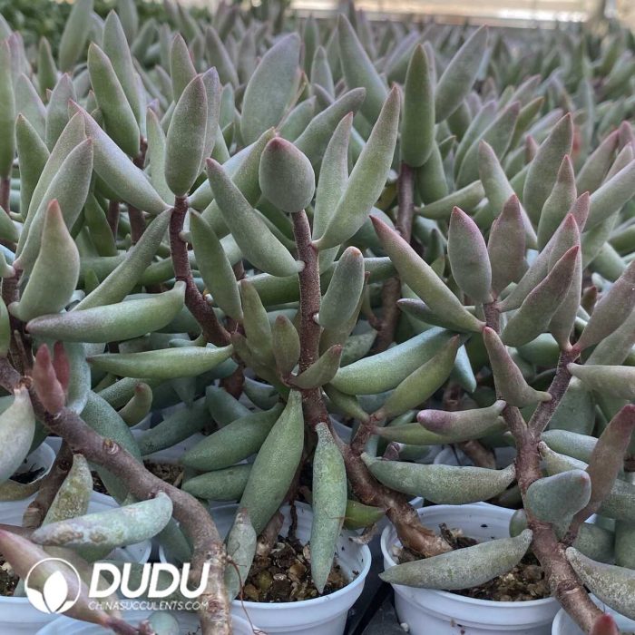 Adromischus Snow stump - Image 2