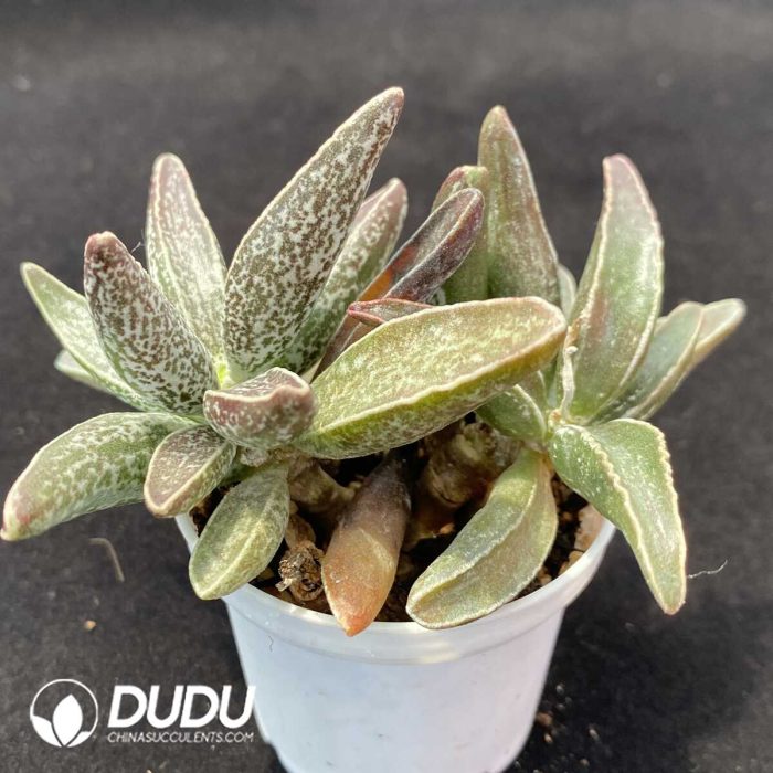 Adromischus Black muscle leaf pile - Image 2