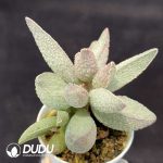 Adromischus Herrei Pink Pork Liver
