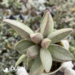 Adromischus Herrei Pink Pork Liver - Image 2