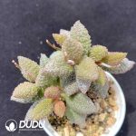 Adromischus Butter Fruit