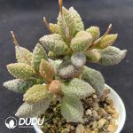 Adromischus Butter Fruit - Image 2