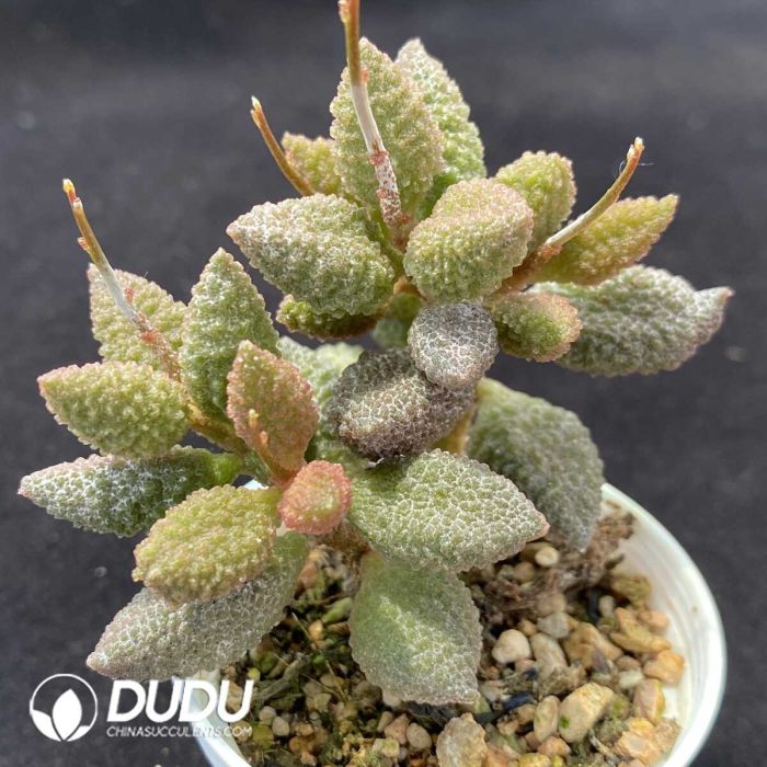 Adromischus Butter Fruit - Image 2