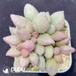 Adromischus Shakya
