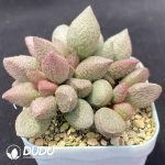 Adromischus Shakya - Image 2