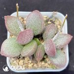 Adromischus Lingyu Pile