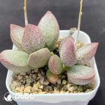 Adromischus Lingyu Pile - Image 2