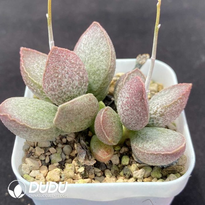 Adromischus Lingyu Pile - Image 2