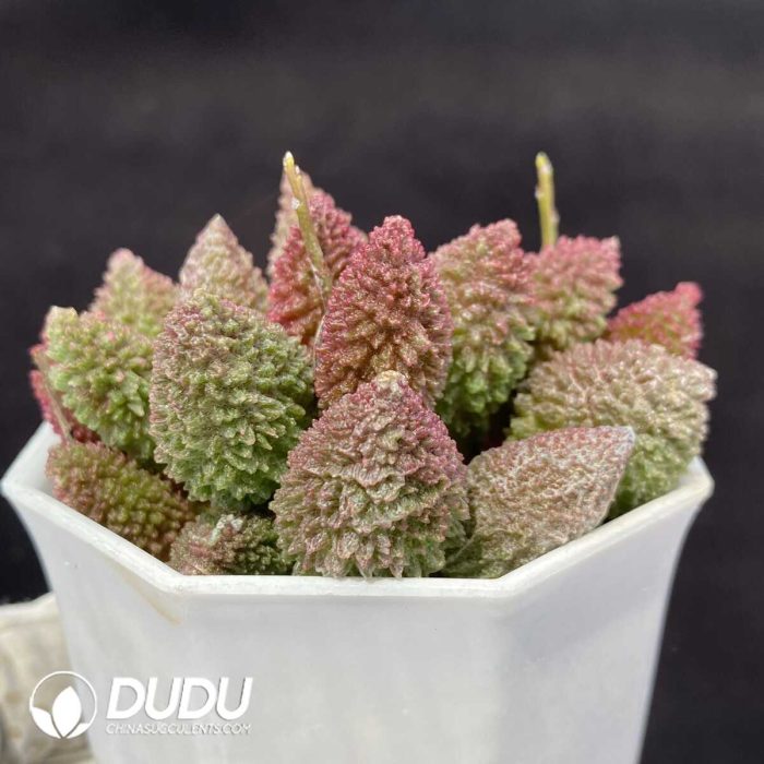 Adromischus Herrei Pile - Image 2