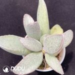 Adromischus Mango Egg