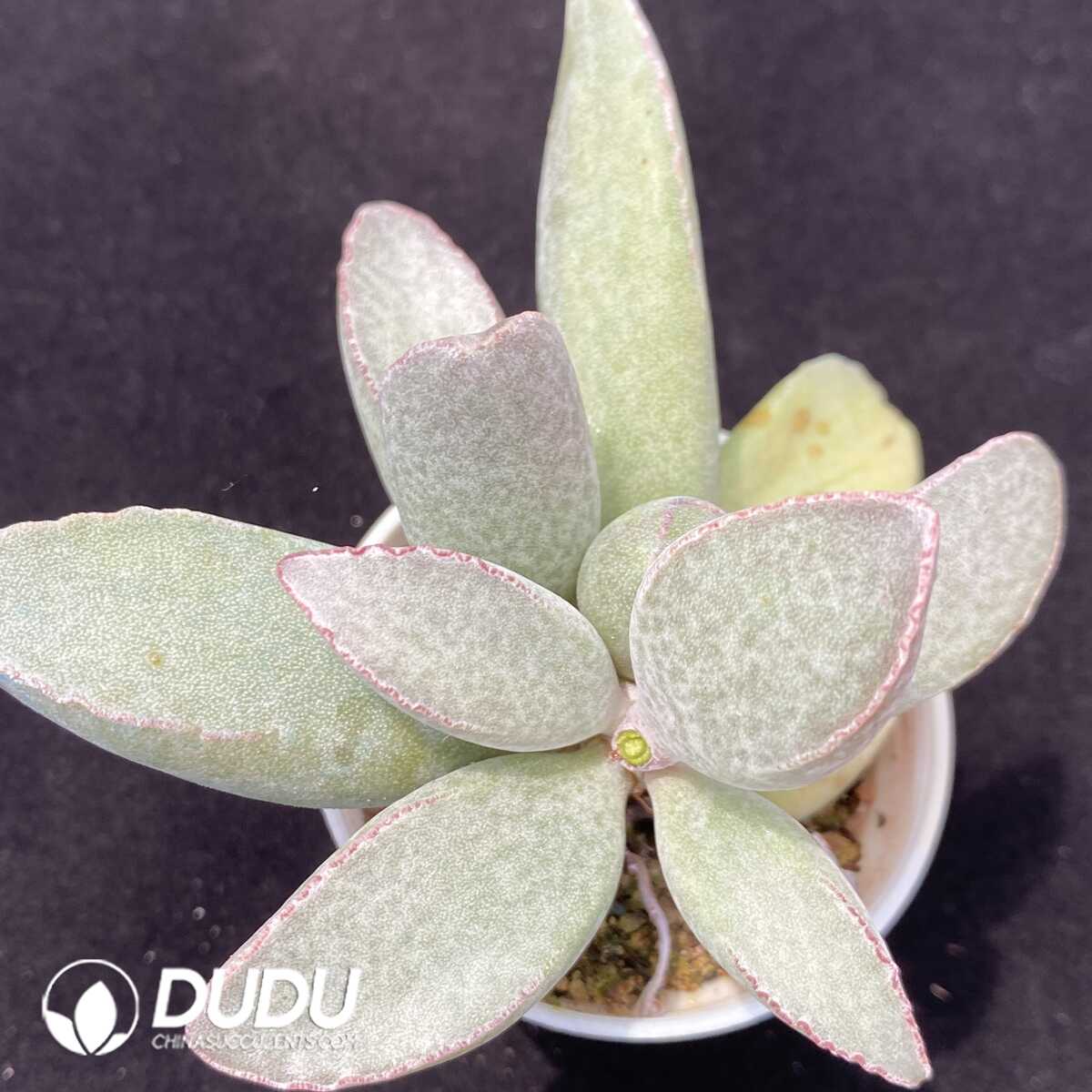 1751013121-e201.jpg Adromischus Mango Egg - Image 1