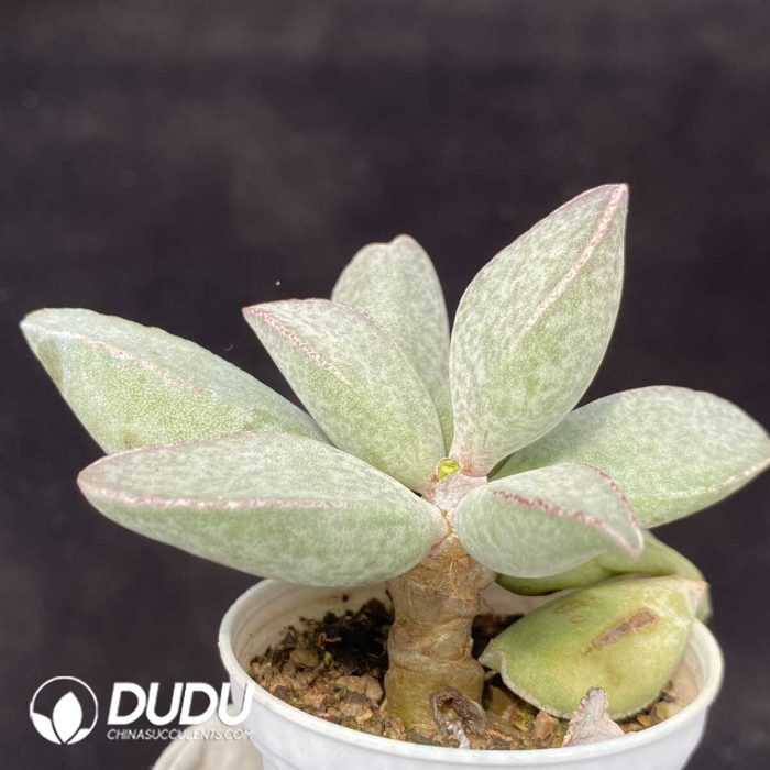 Adromischus Mango Egg - Image 2