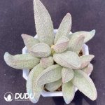 Adromischus Herrei Pink Pork Liver Big Pile