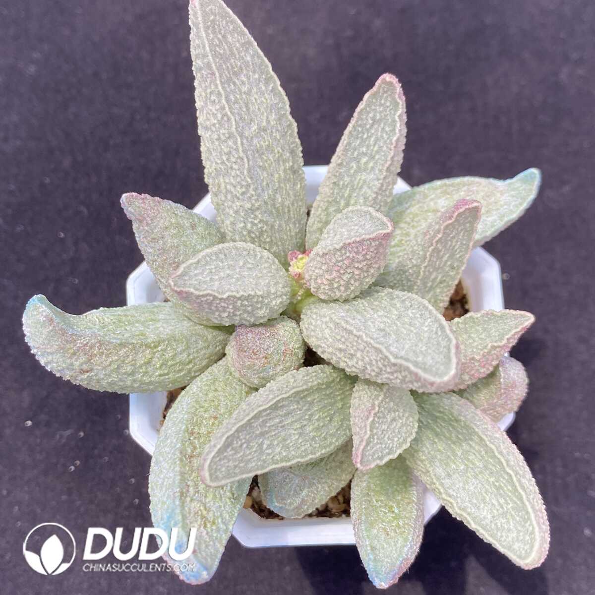 1751013140-e201.jpg Adromischus Herrei Pink Pork Liver Big Pile - Image 1