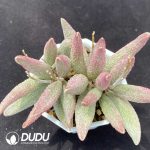 Adromischus Pure Red Big Pile