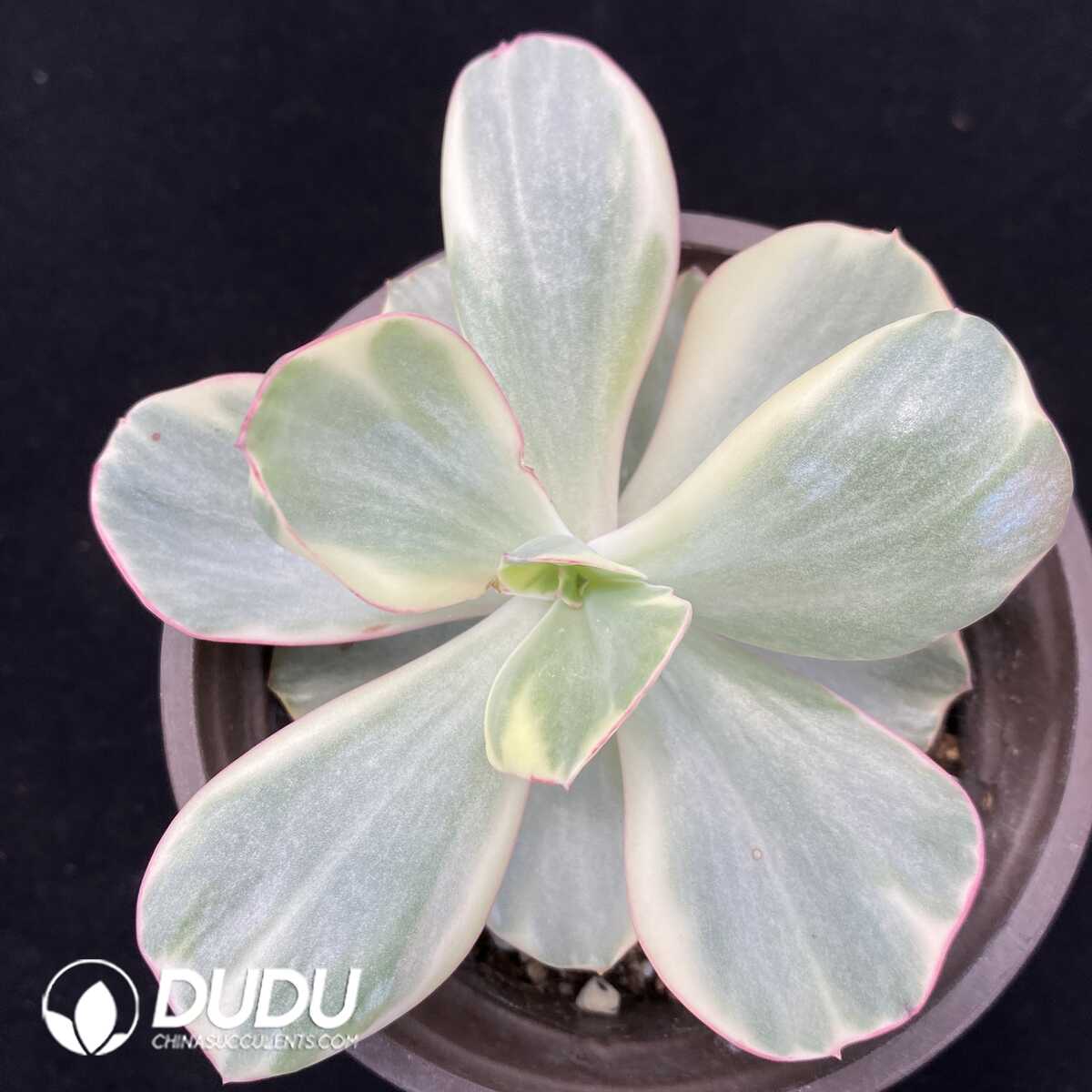 1751013186-e201.jpg Echeveria Xiyan - Image 1