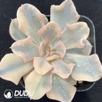 Echeveria Liberia Variegated