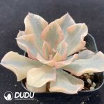 Echeveria Liberia Variegated - Image 2