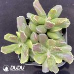 Adromischus cooperi Purple