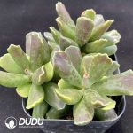 Adromischus cooperi Purple - Image 2