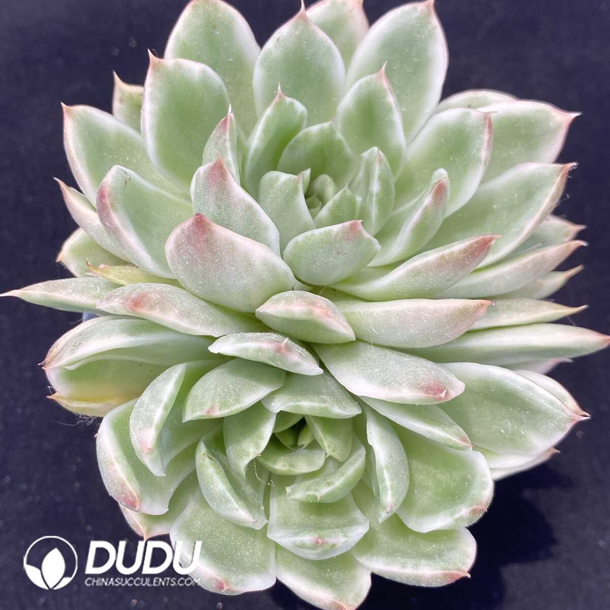 1751013243-e201.jpg Echeveria Crystal Love Variegated Double Head - Image 1