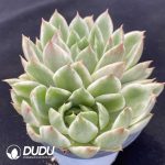 Echeveria Crystal Love Variegated Double Head - Image 2