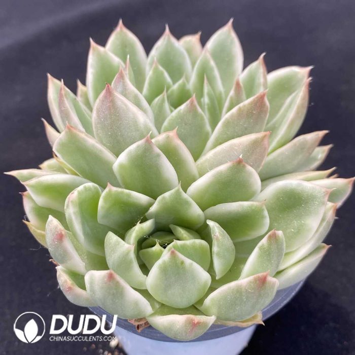 Echeveria Crystal Love Variegated Double Head - Image 2