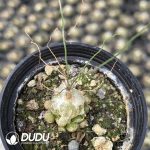 Albuca Teddy Scallion