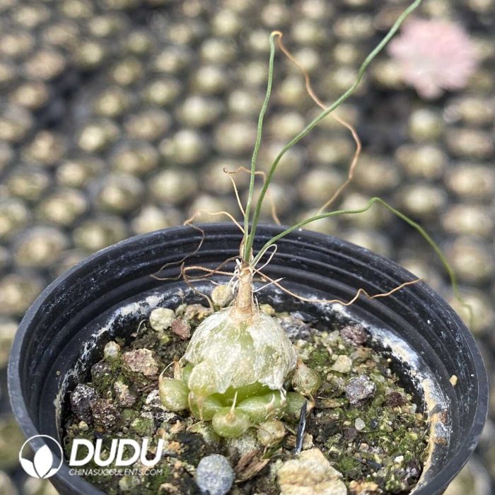 Albuca Teddy Scallion - Image 2