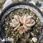 Crassula Ivory Pagoda Variegated