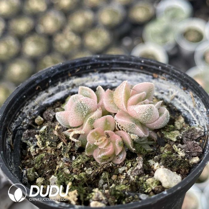 Crassula Ivory Pagoda Variegated - Image 2