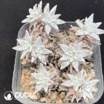 Dudleya Gnoma S.W.McCabe