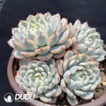 Echeveria Minima Variegated Clustering - Image 2