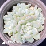 Echeveria Orange Ice Variegated Clustering