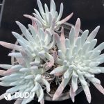 Dudleya virens ssp. hassei