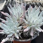 Dudleya virens ssp. hassei - Image 2