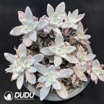 Dudleya Pauciflora Clustering（3-4 Heads）