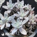 Dudleya Pauciflora Clustering（3-4 Heads） - Image 2