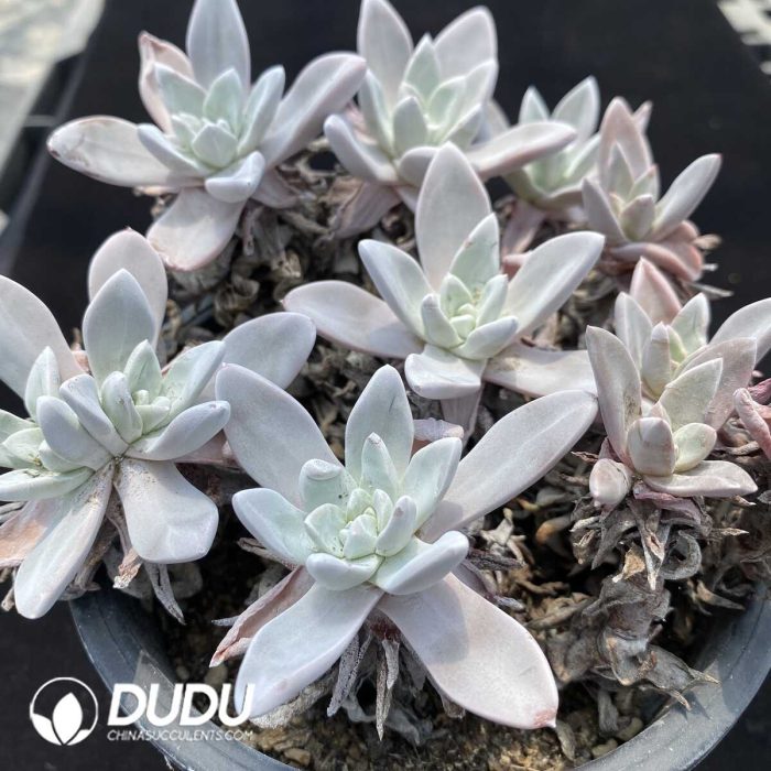 Dudleya Pauciflora Clustering（3-4 Heads） - Image 2